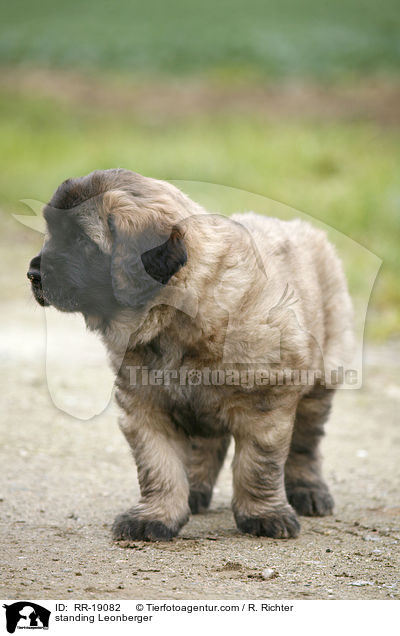 stehender Leonberger / standing Leonberger / RR-19082