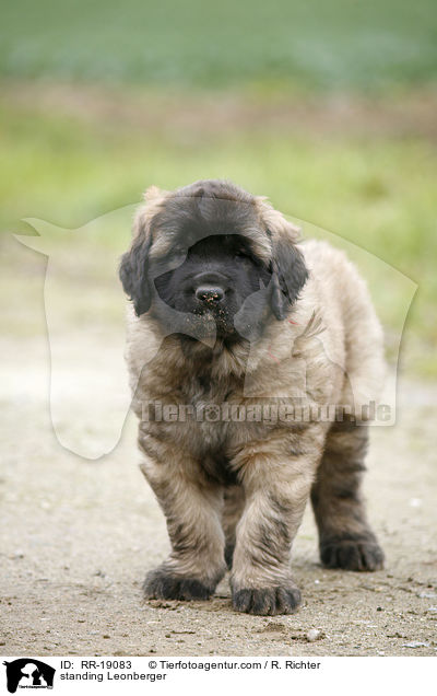 stehender Leonberger / standing Leonberger / RR-19083
