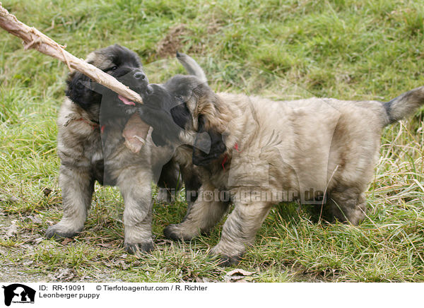 Leonberger Welpe / Leonberger puppy / RR-19091