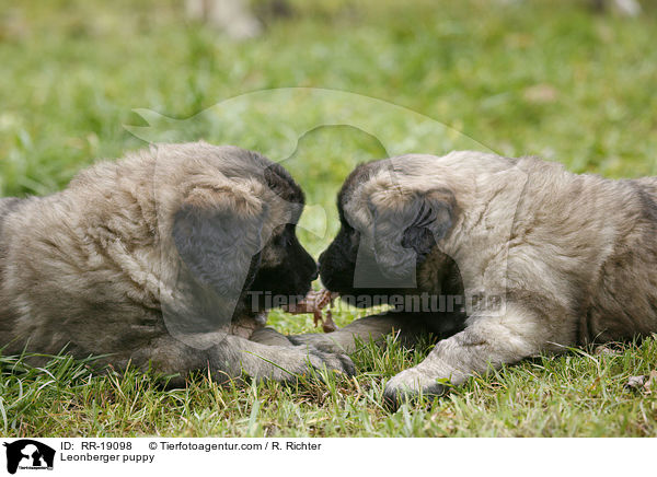 Leonberger Welpe / Leonberger puppy / RR-19098