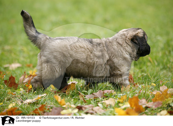 Leonberger Welpe / Leonberger puppy / RR-19103