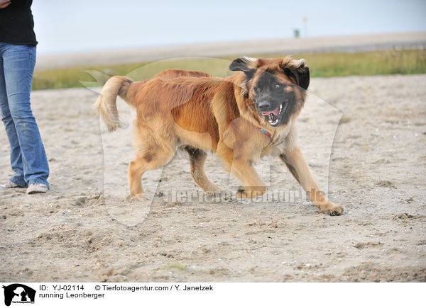 rennender Leonberger / running Leonberger / YJ-02114
