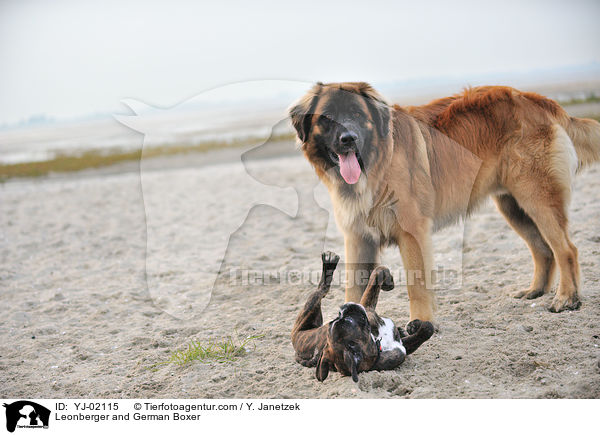Leonberger und Deutscher Boxer / Leonberger and German Boxer / YJ-02115