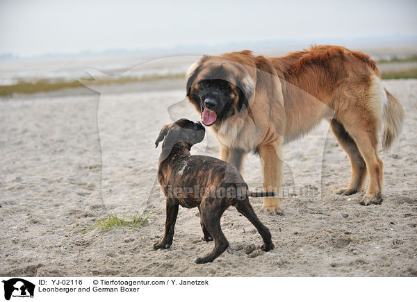 Leonberger und Deutscher Boxer / Leonberger and German Boxer / YJ-02116