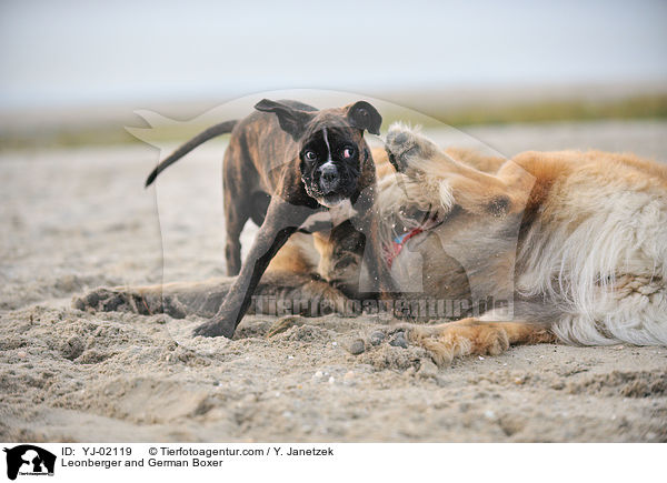 Leonberger und Deutscher Boxer / Leonberger and German Boxer / YJ-02119