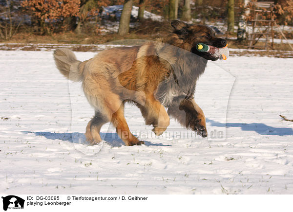 spielender Leonberger / playing Leonberger / DG-03095