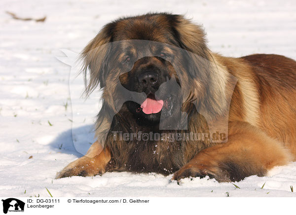 Leonberger / Leonberger / DG-03111