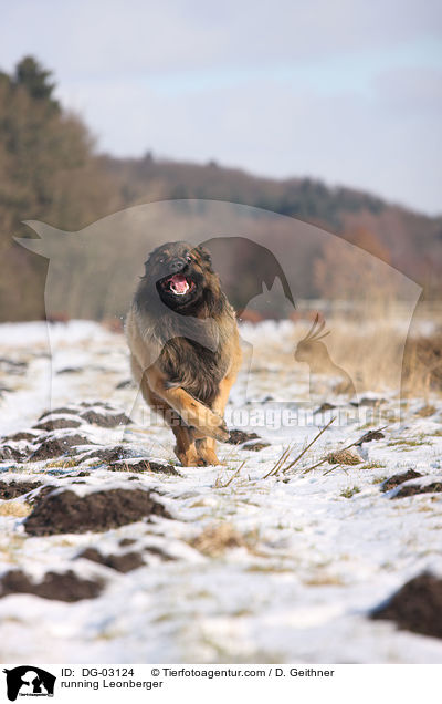 rennender Leonberger / running Leonberger / DG-03124
