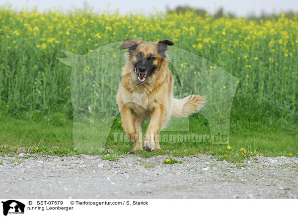 rennender Leonberger / running Leonberger / SST-07579