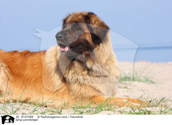 liegender Leonberger / lying Leonberger / IF-07489