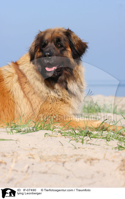 liegender Leonberger / lying Leonberger / IF-07490