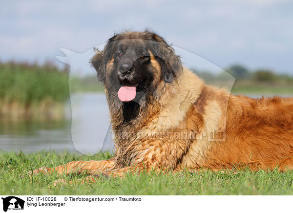 liegender Leonberger / lying Leonberger / IF-10028