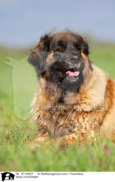 liegender Leonberger / lying Leonberger / IF-10037