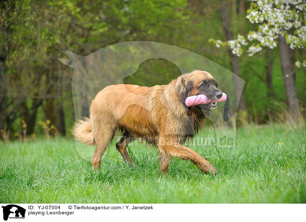 spielender Leonberger / playing Leonberger / YJ-07004