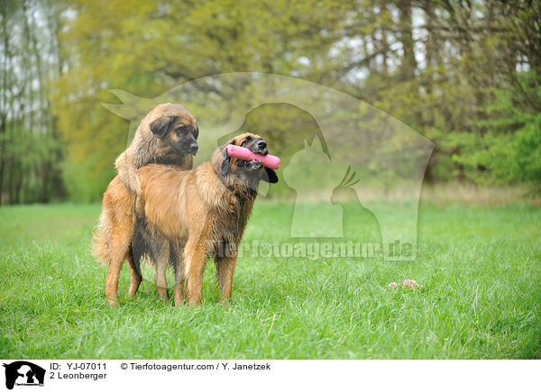 2 Leonberger / 2 Leonberger / YJ-07011