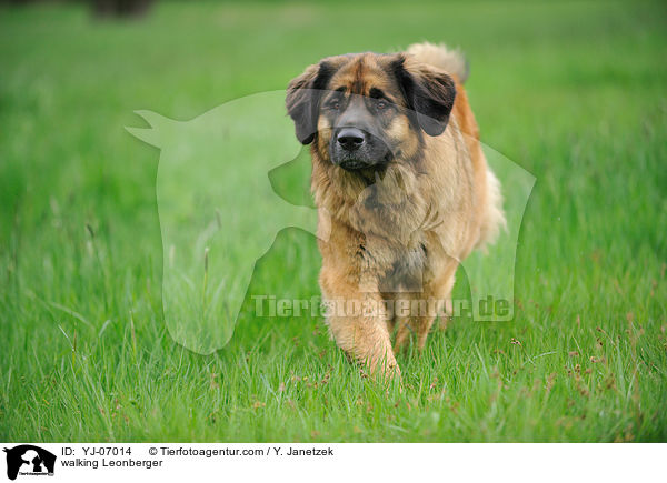 laufender Leonberger / walking Leonberger / YJ-07014