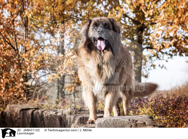 Leonberger / Leonberger / JAM-01122