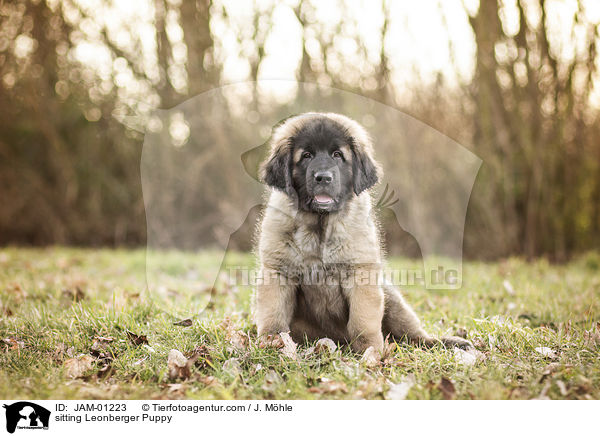 sitting Leonberger Puppy / JAM-01223