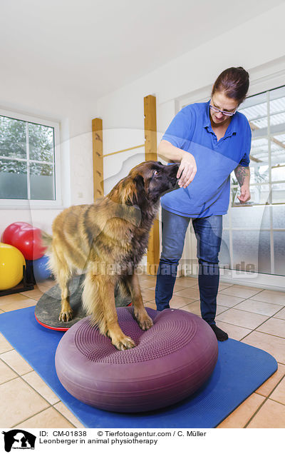 Leonberger in animal physiotherapy / CM-01838