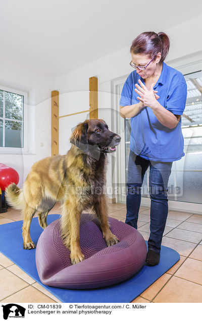 Leonberger bei der Tierphysiotherapie / Leonberger in animal physiotherapy / CM-01839