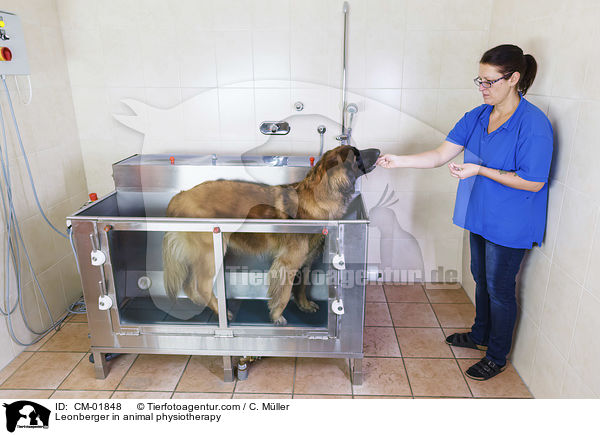 Leonberger bei der Tierphysiotherapie / Leonberger in animal physiotherapy / CM-01848