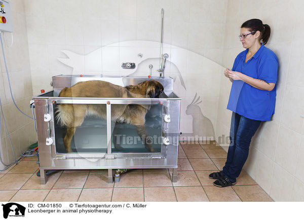 Leonberger bei der Tierphysiotherapie / Leonberger in animal physiotherapy / CM-01850