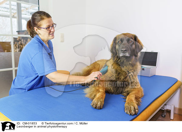 Leonberger bei der Tierphysiotherapie / Leonberger in animal physiotherapy / CM-01853