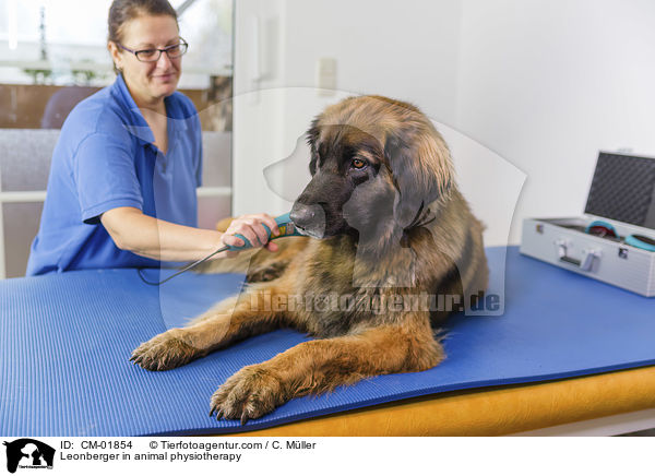 Leonberger bei der Tierphysiotherapie / Leonberger in animal physiotherapy / CM-01854