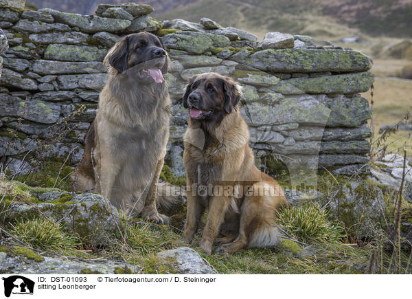 sitzende Leonberger / sitting Leonberger / DST-01093