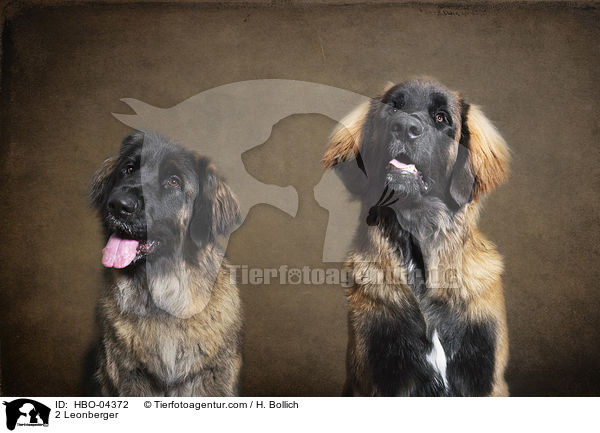 2 Leonberger / 2 Leonberger / HBO-04372