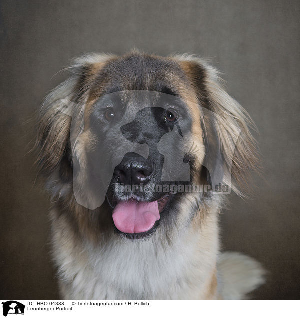 Leonberger Portrait / Leonberger Portrait / HBO-04388