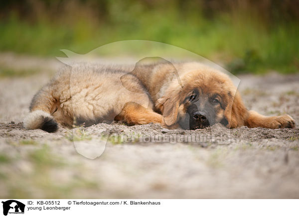 junger Leonberger / young Leonberger / KB-05512