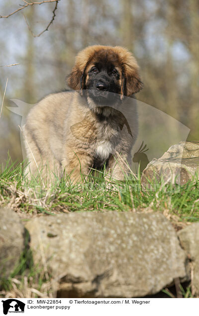 Leonberger Welpe / Leonberger puppy / MW-22854