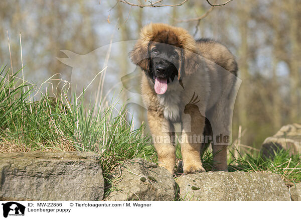 Leonberger Welpe / Leonberger puppy / MW-22856