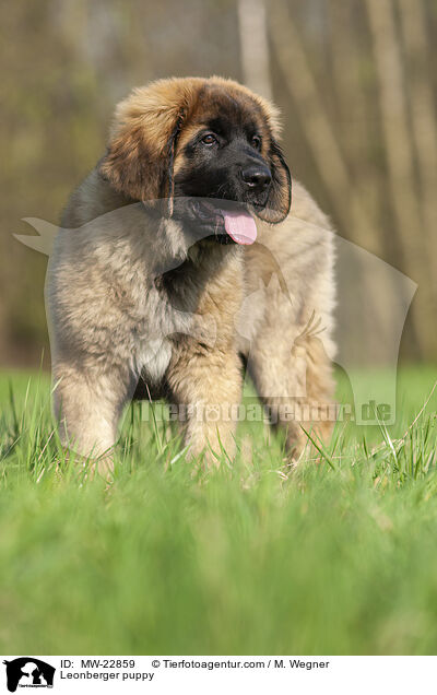 Leonberger Welpe / Leonberger puppy / MW-22859