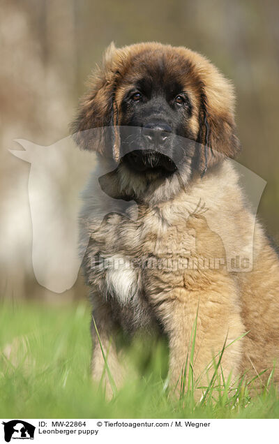 Leonberger Welpe / Leonberger puppy / MW-22864