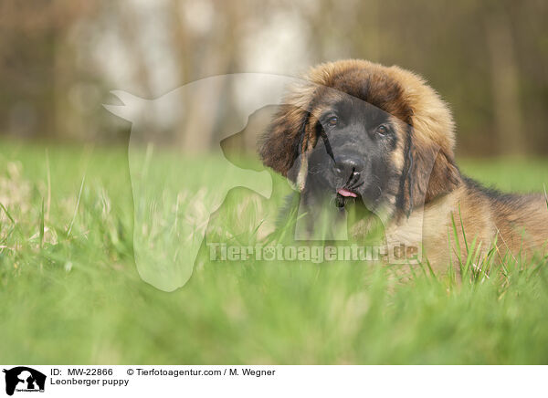 Leonberger Welpe / Leonberger puppy / MW-22866