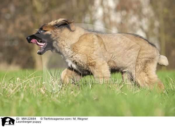 Leonberger puppy / MW-22884