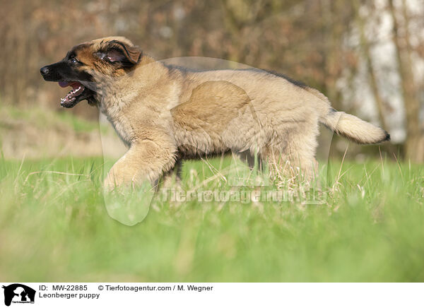 Leonberger Welpe / Leonberger puppy / MW-22885