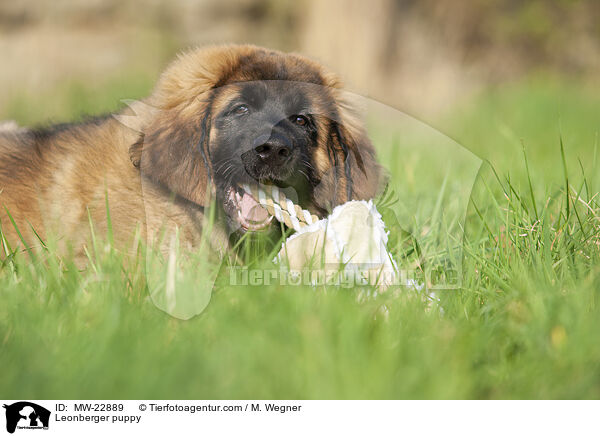 Leonberger Welpe / Leonberger puppy / MW-22889
