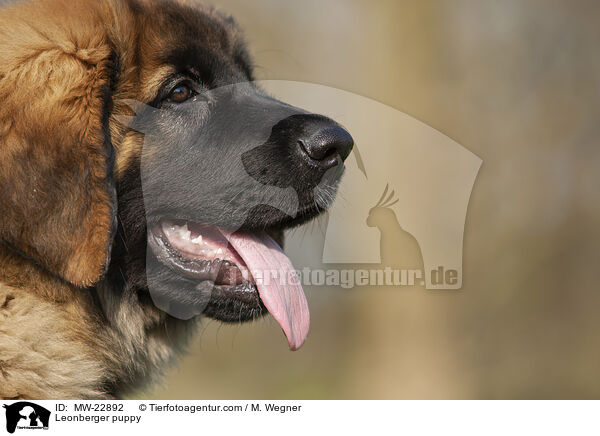 Leonberger puppy / MW-22892
