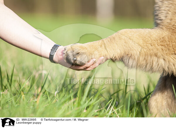 Leonberger Welpe / Leonberger puppy / MW-22895