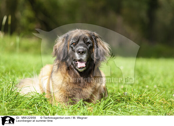 Leonberger im Sommer / Leonberger at summer time / MW-22958
