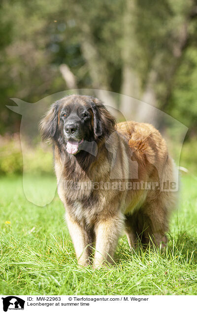 Leonberger im Sommer / Leonberger at summer time / MW-22963