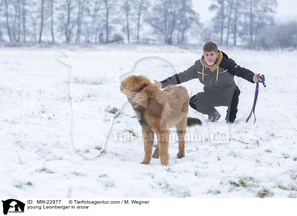junger Leonberger im Schnee / young Leonberger in snow / MW-22977