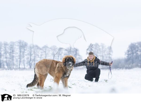young Leonberger in snow / MW-22978