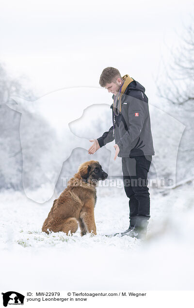 young Leonberger in snow / MW-22979
