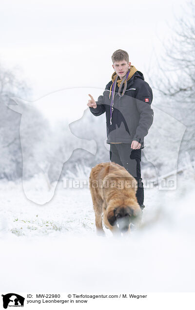 junger Leonberger im Schnee / young Leonberger in snow / MW-22980