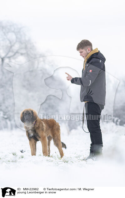 junger Leonberger im Schnee / young Leonberger in snow / MW-22982