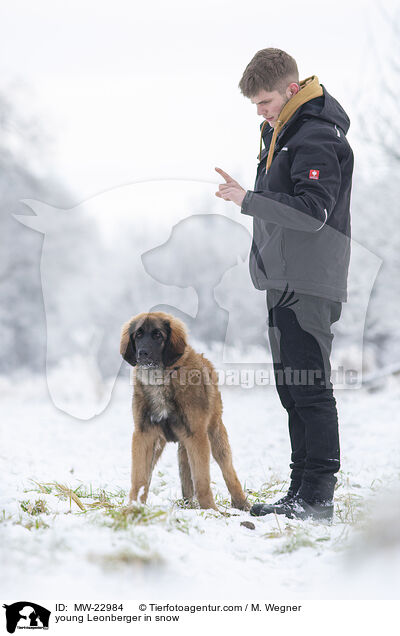 junger Leonberger im Schnee / young Leonberger in snow / MW-22984